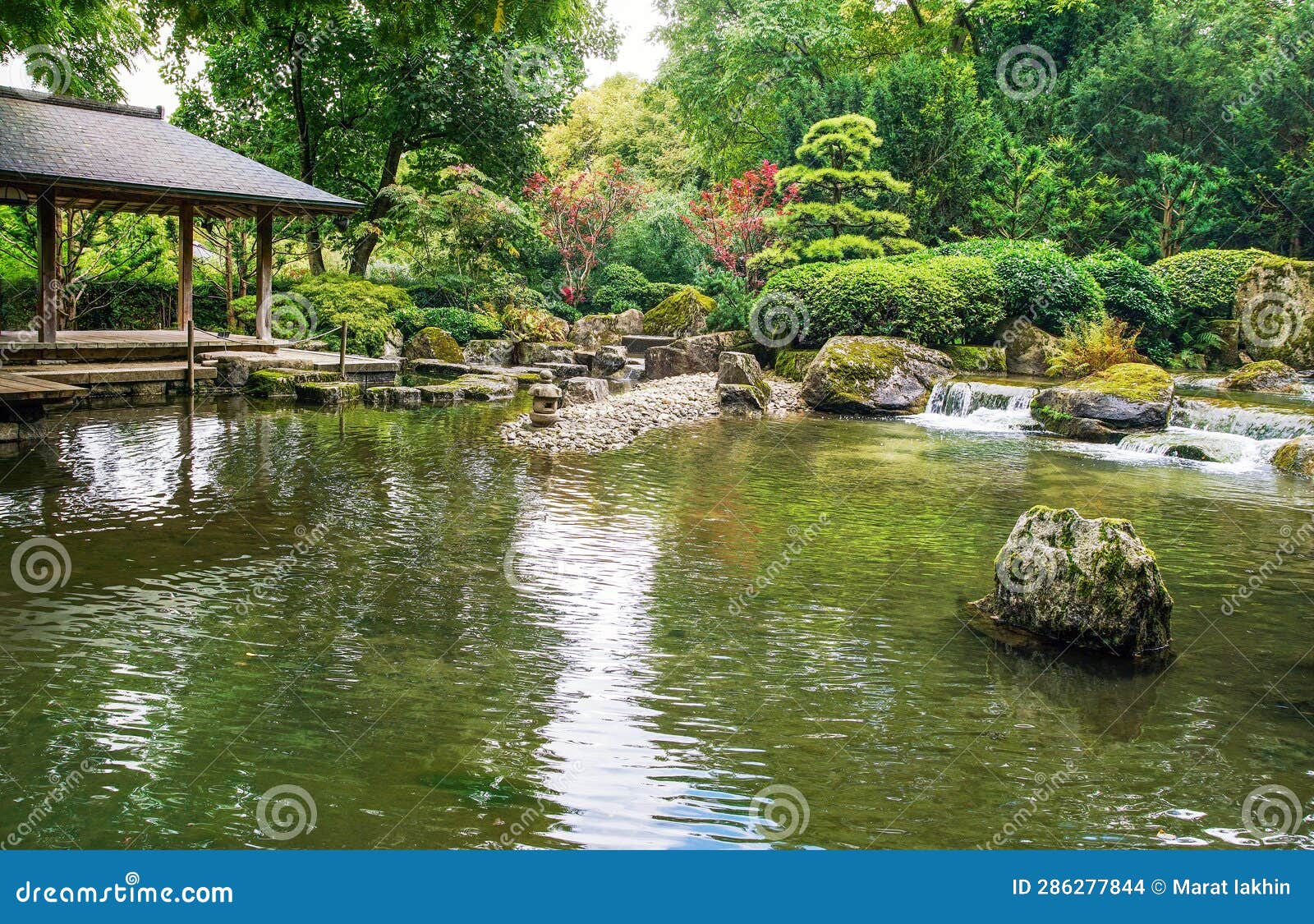 awe view on japanese garden in hamburg with palmate maple and palmate maple dissectum